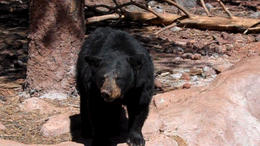 Photo of Bearizona Drive-thru Wildlife Park Check out all the wildlife at the Bearizona Drive-thru park! - March 2012