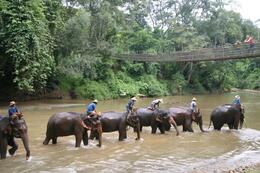 Photo of Elephants on the river Here are the Mahouts showing us what the elephants can do., Laurie R - September 2007