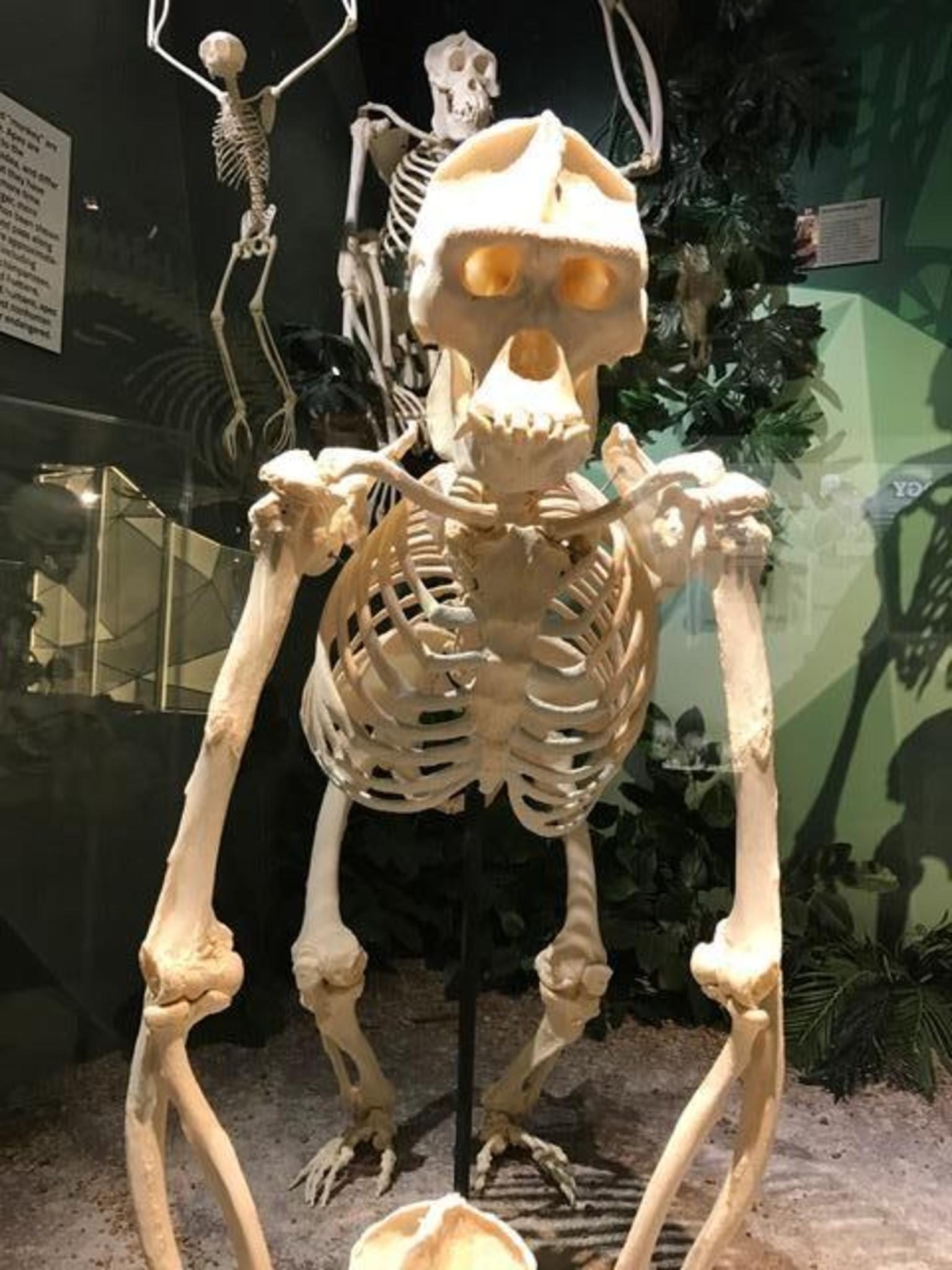 Skeletons, Orlando