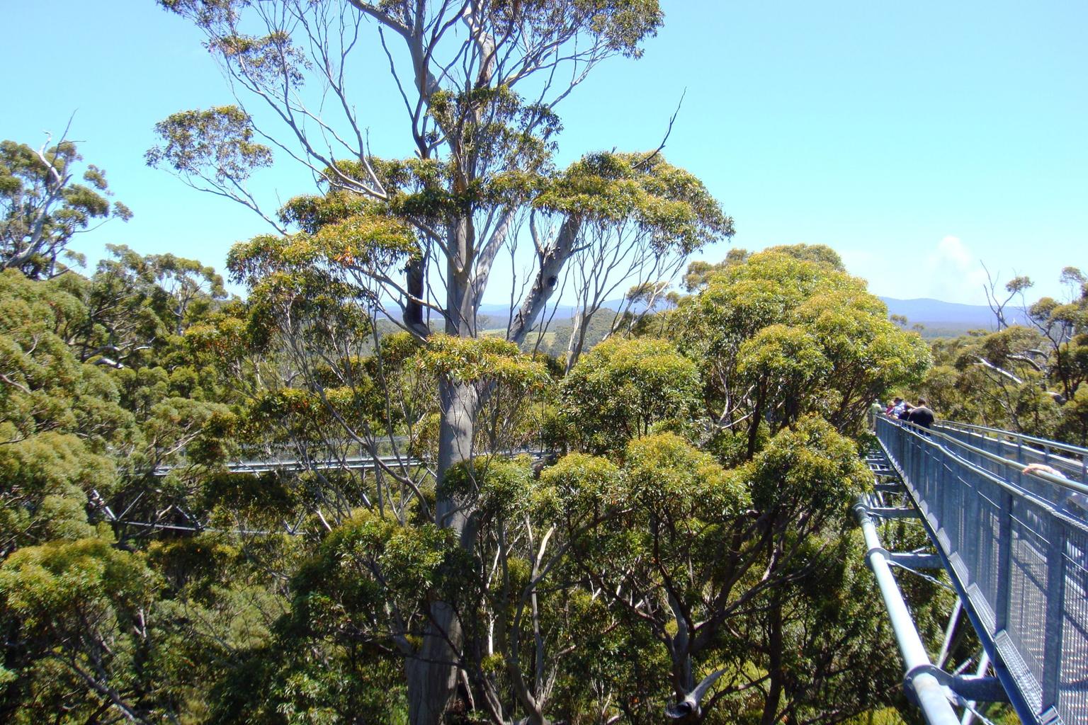 Walk among the treetops