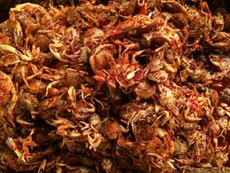 Photo of Crab appetizers We tried these bite-size crabs while walking around Gwang-Jang market - not bad! , Jan - April 2015
