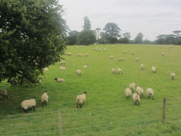 Photo of Entrance to Highclere Castle Beautiful hills with sheep on entrance to Highclere Castle. , Lori N - September 2015