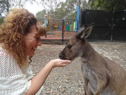 Photo of Meeting a kangaroo for the first time! My name is Desneiges from Canada. We went to Australia in January 2014. We took the Hunter Valley Wineries and Wilderness Small-Group Tour. They brought us to see kangaroos and koalas. This was ... , Desneiges - February 2014