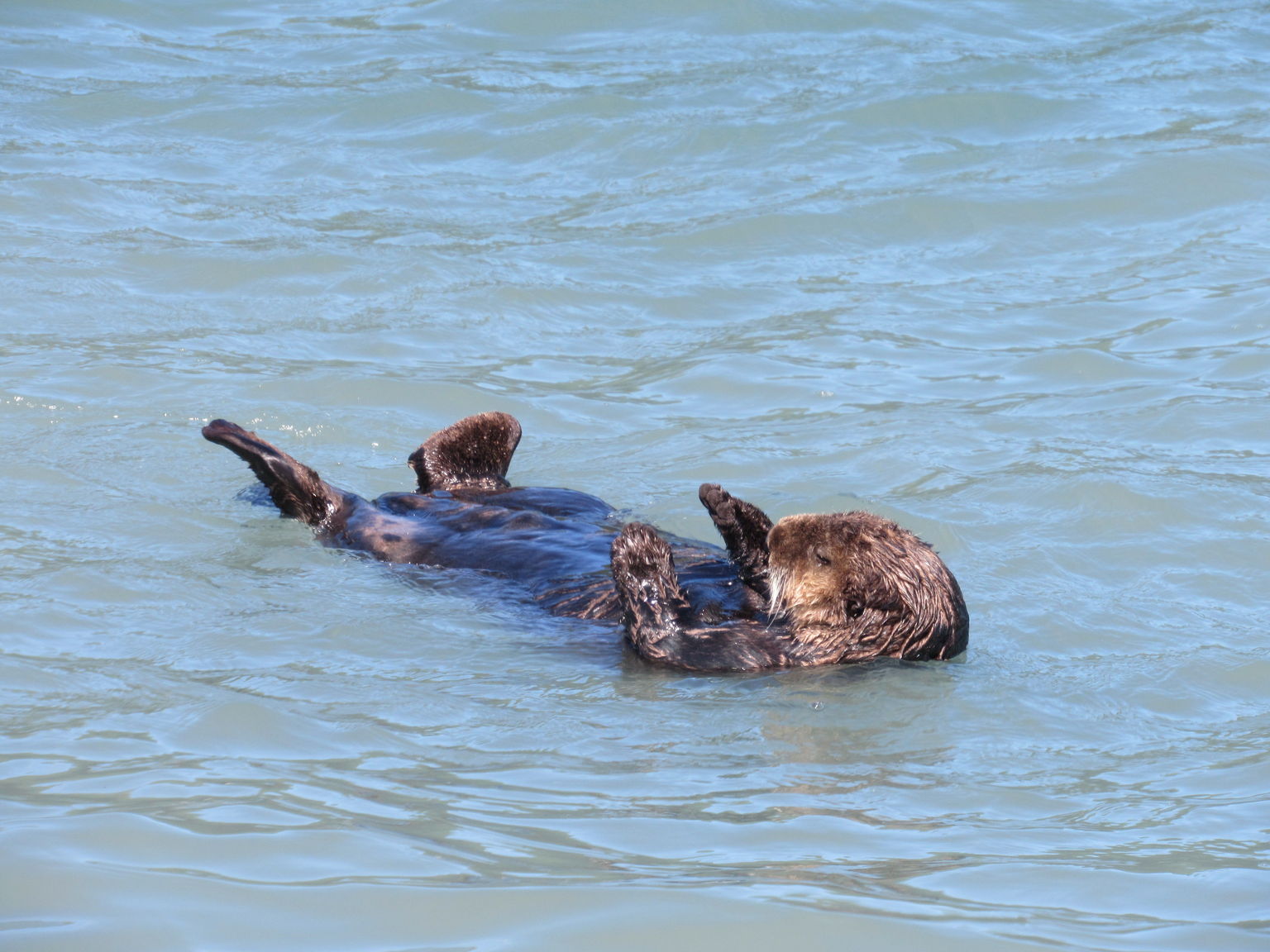 Sea otter