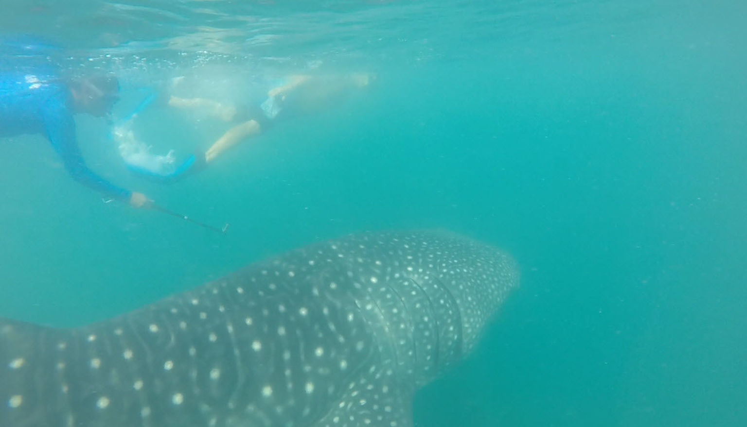 Whale shark sighting