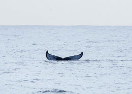 Photo of Whale Tail Took this photo during the Whale-Watching Cruise trip. , Sarah Cui - June 2016