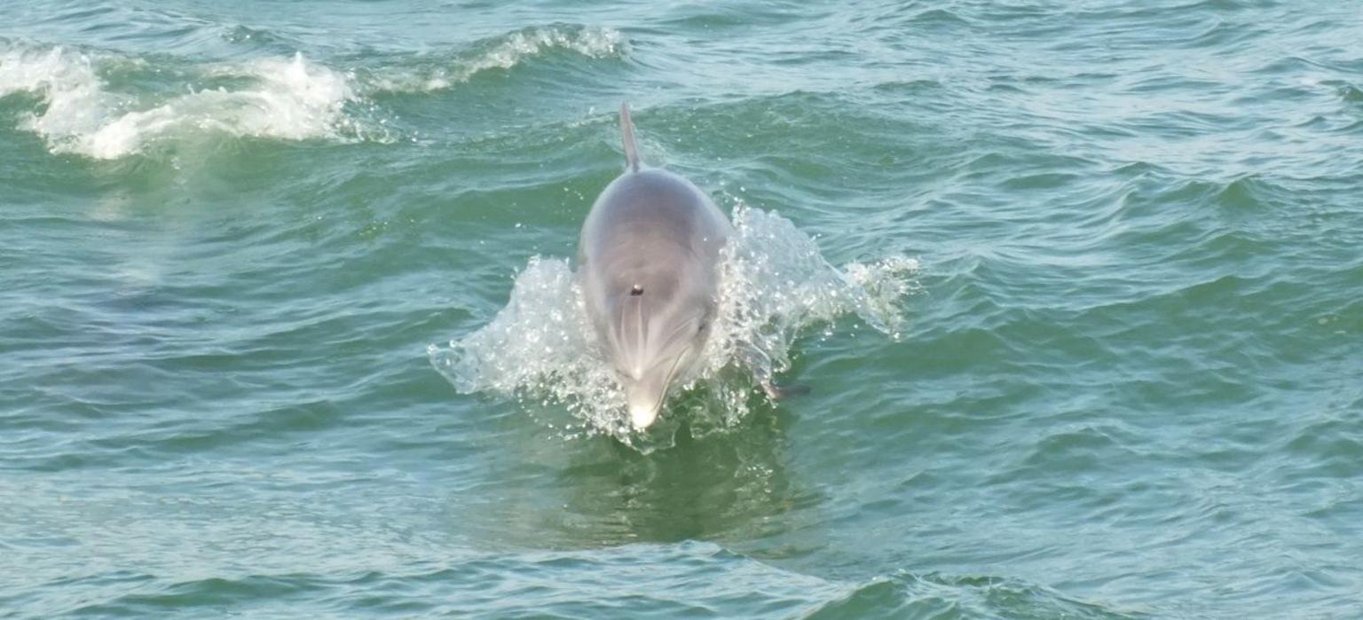 Dolphins come close to the boat