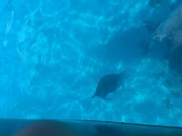 Photo of Manta ray spotting The water was so clear that we could see the manta ray from the boat! , Theresa V - November 2015