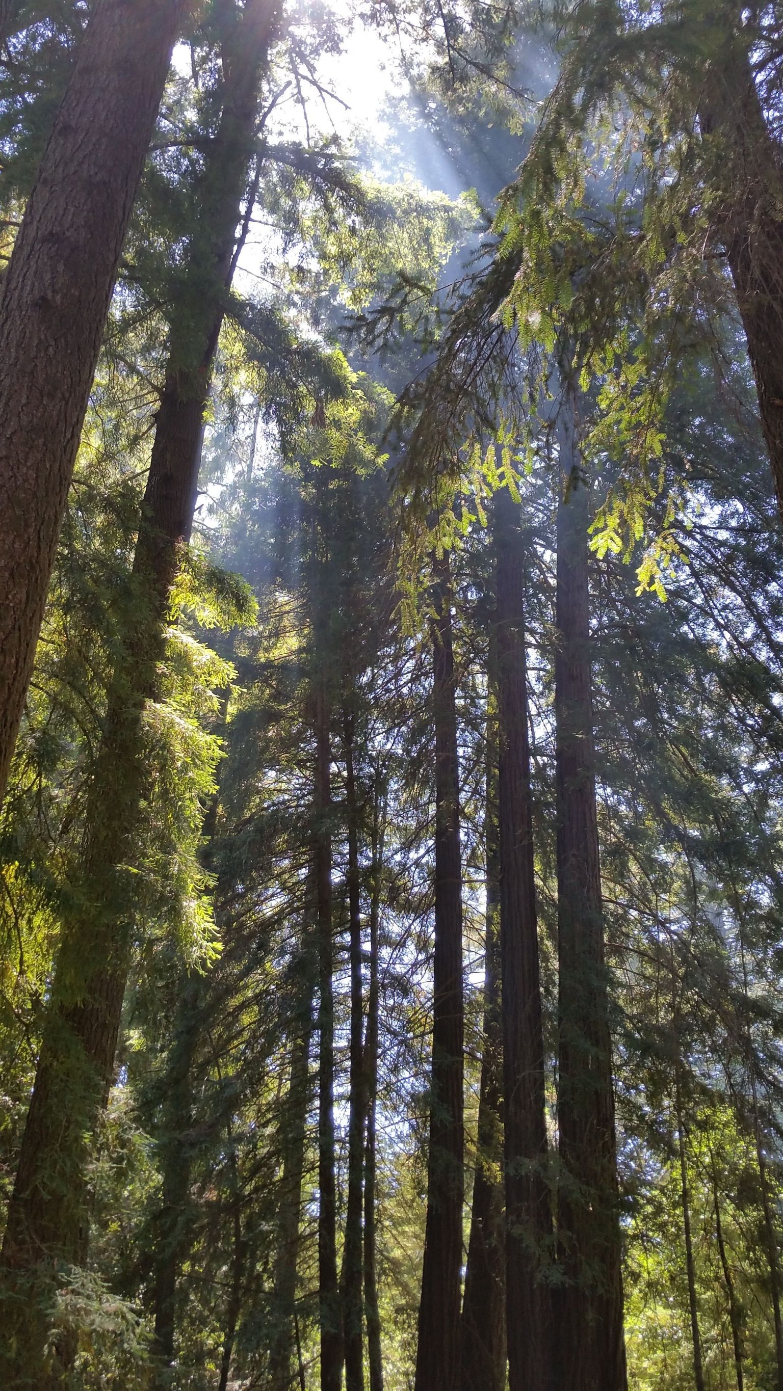 redwoods with light streaming thru