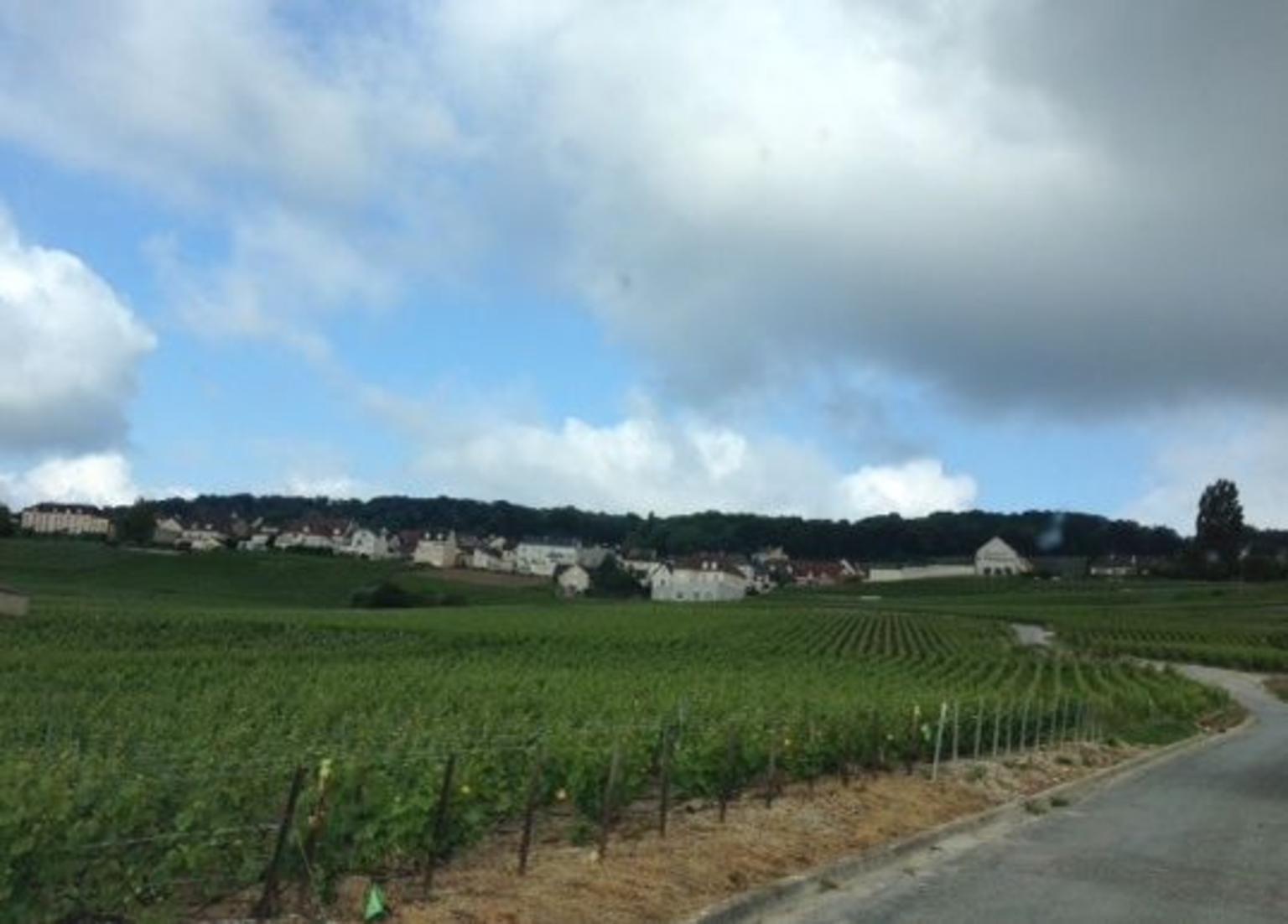 Vineyards in Hautviller region