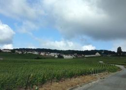 Photo of Vineyards in Hautviller region Our guide drove through some of the Hautviller vineyards just outside of town , allenr - May 2014
