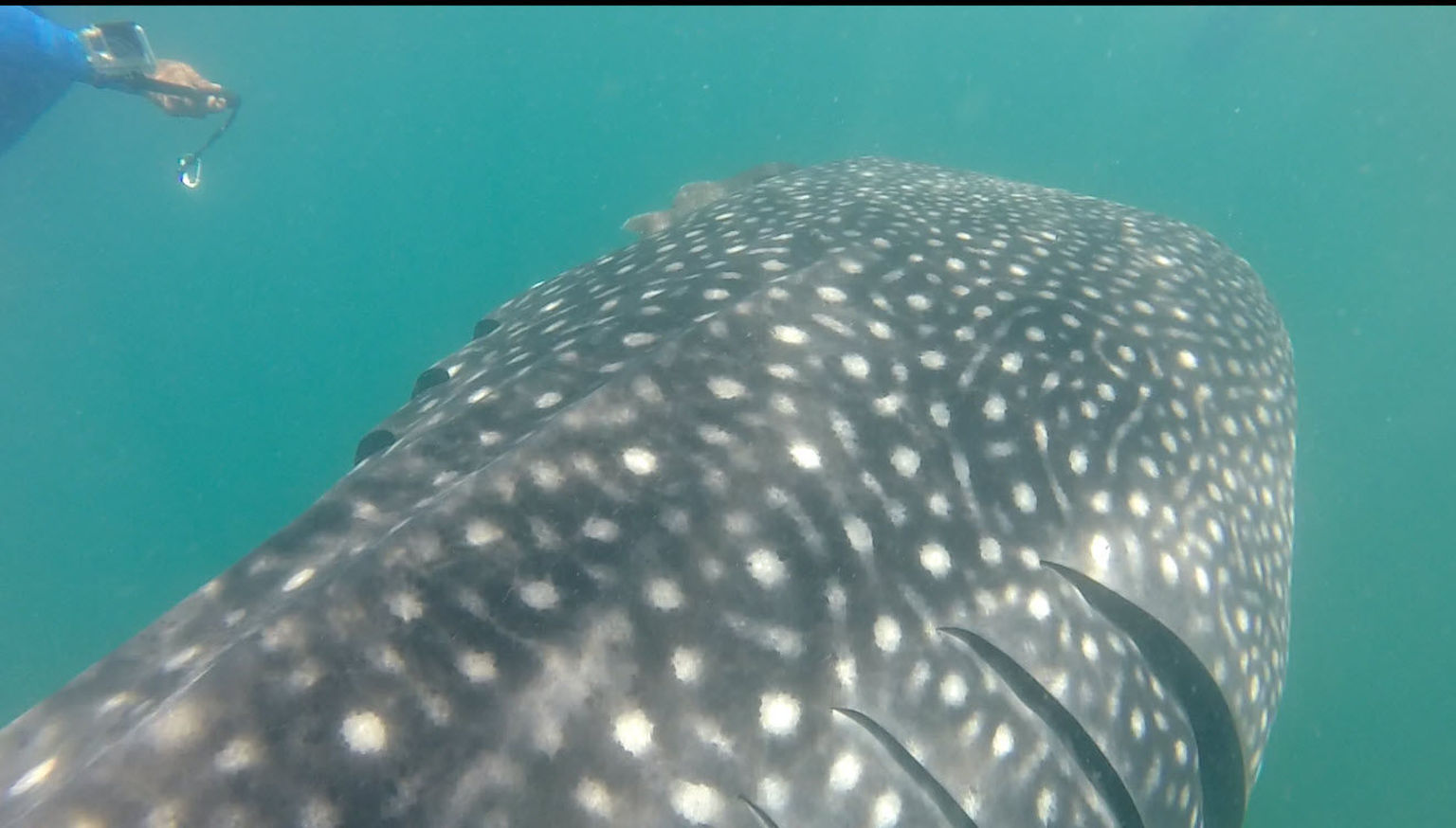 Whale shark sighting