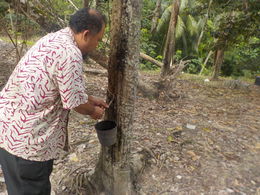 Photo of Latex Tree Our driver/guide Ai, showing us a latex plantation on the way to the elephant sanctuary , reasley - August 2016