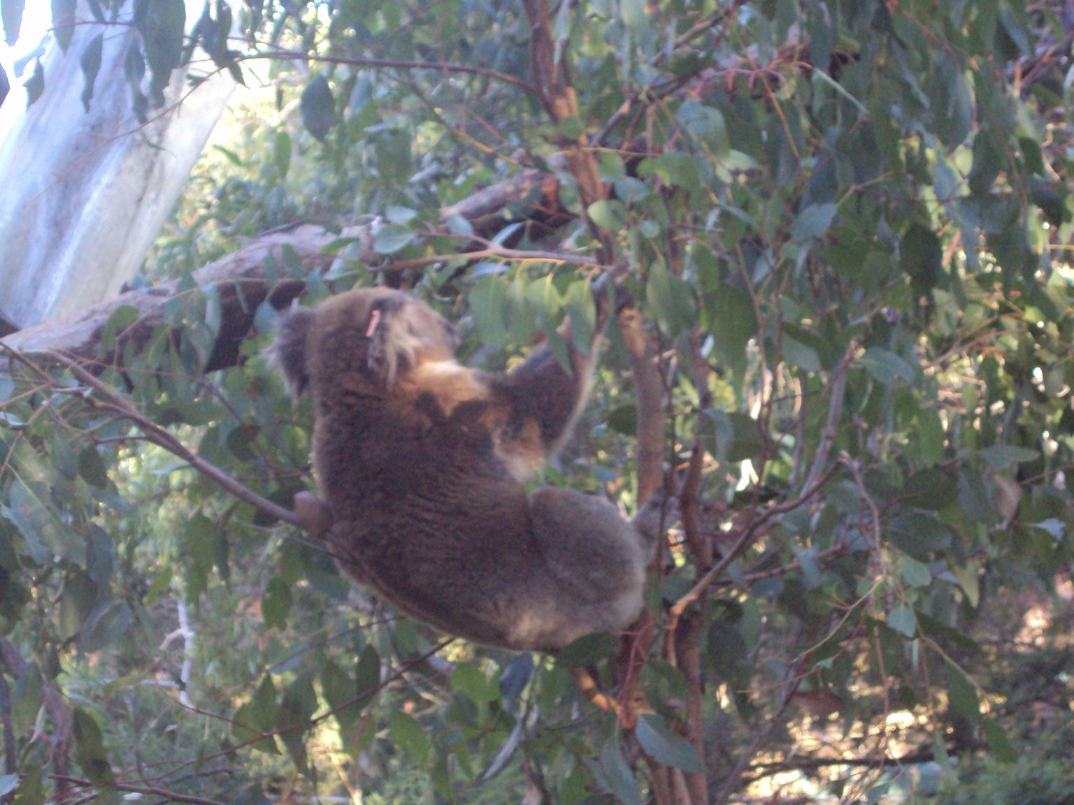 the koalas