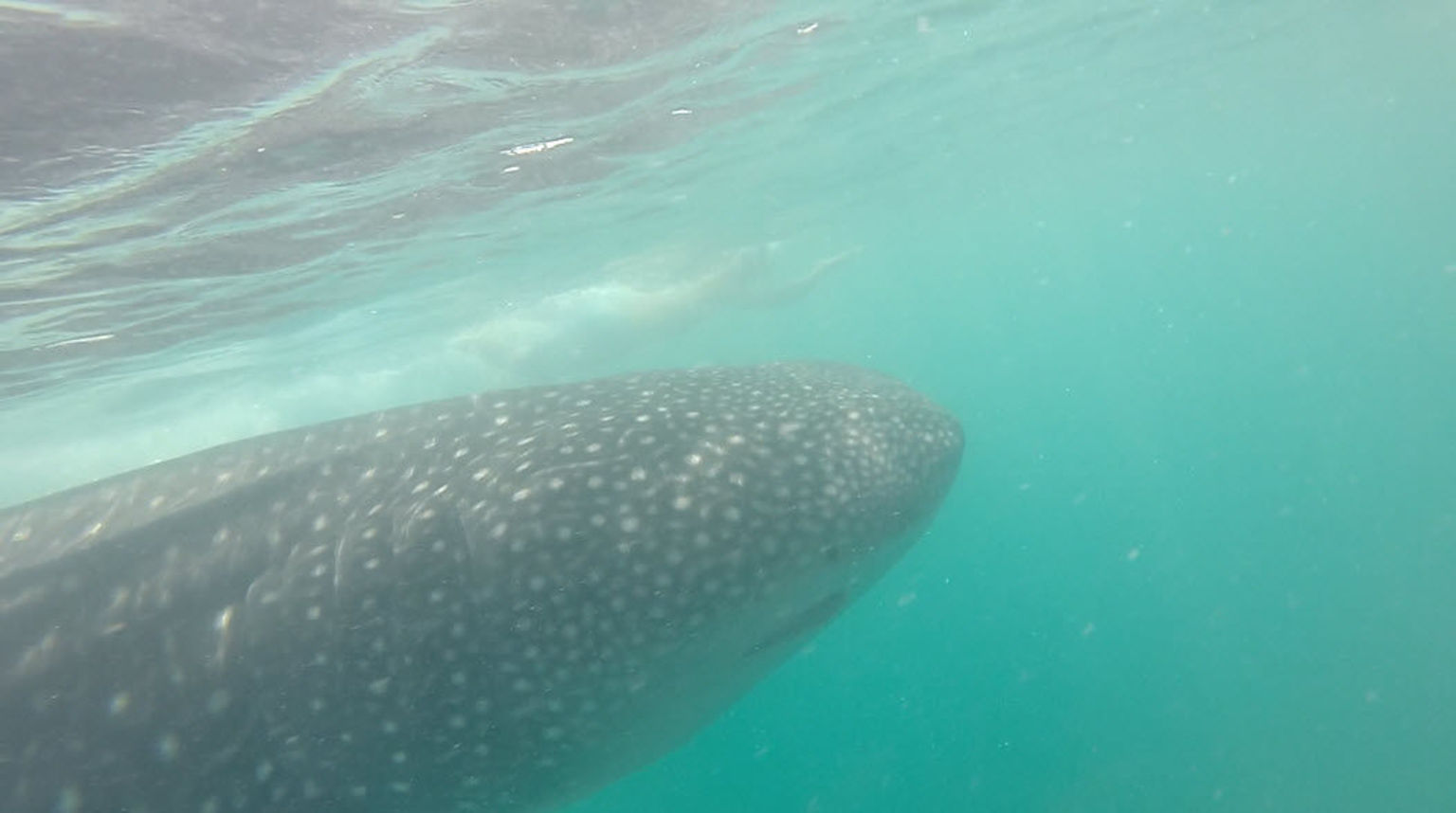 Whale shark sighting