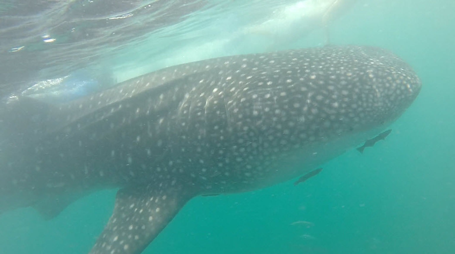 Whale shark sighting