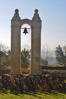 Photo of Duck Run One of the charming features at the Vergenoegd Wine Estate, 700-800 Indian Runner Ducks are herded daily into the vineyards to eat bugs and snails, reducing the need for pesticides. , flamingos7 - August 2014