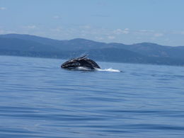 Photo of Fantastic viewing A great show from Mum and her calf, we had a couple of breaches and lots of tail and fin slapping , TravellingSolo - May 2016