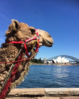 Photo of Camels on the Sydney Harbour A camel from the upcoming Aida performance from March-April 2015 near the opera stage! - December 2014