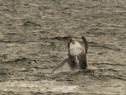 Photo of Fabulous Day Out Watching Wonderful Whales A couple of whales my husband caught in action! , GIULIA H - November 2015