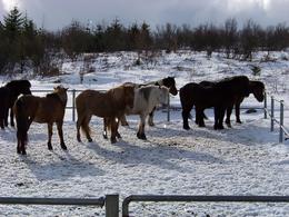 Photo of Hardy beasts, Viking horse riding trip Our sweet horses carries us through at lease six types of weather, including sunshine and pelting ice during the hour ride without a complaint., Lisa K - March 2010