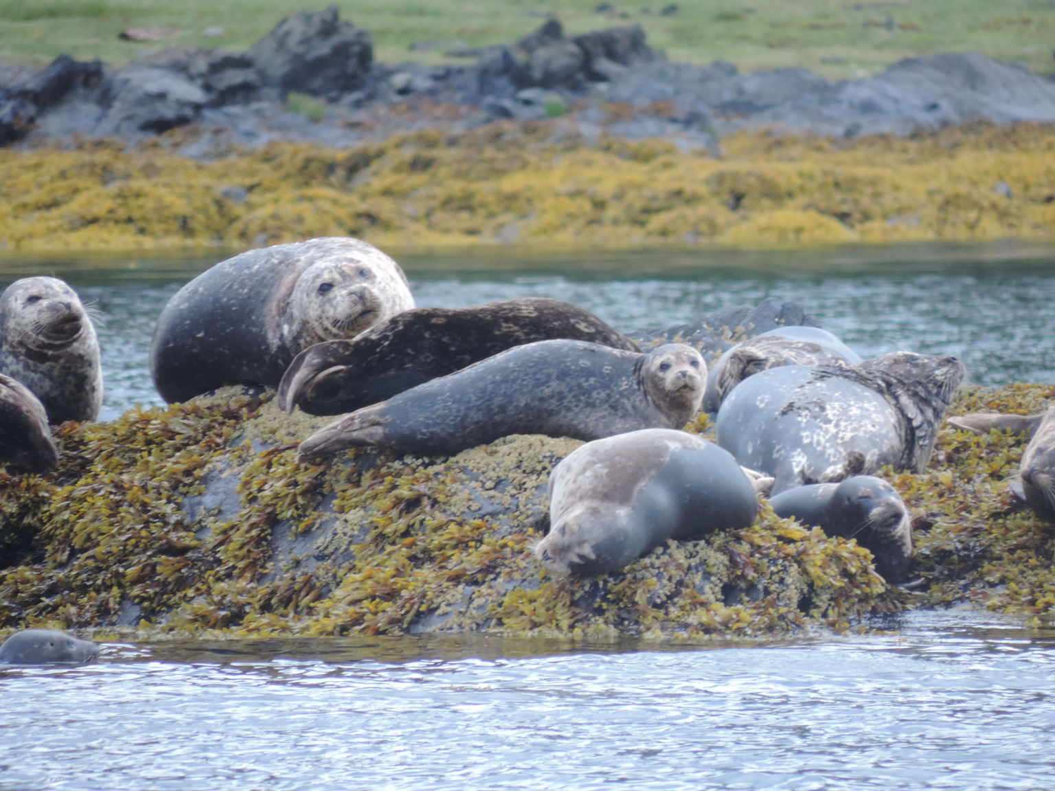 seals