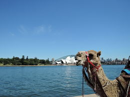 Photo of Camels on the Sydney Harbour A camel from the upcoming Aida performance from March-April 2015 near the opera stage! - December 2014