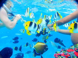 Photo of Snorkeling at the Coral Garden Feeding the fish at our coral garden stop produced countless tropical fish swarming around us. We've never seen so many beautiful fish and have snorkeled extensively in the Caribbean and Hawaii. We ... , Marco - November 2015