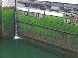 Photo of Ballard (Chittenden) Locks, Seattle Closeup shot of mossy walls within the locks with water low. Really beautiful in its own way - one of my favorite shots! , skigirlsf - July 2011