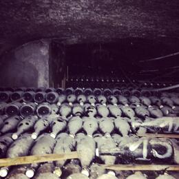 Photo of Dusty bottles that are still aging and not ready to be consumed. In one of these caverns where the champagne is stored there is up to 100,000 bottles. , irishgal76 - July 2014