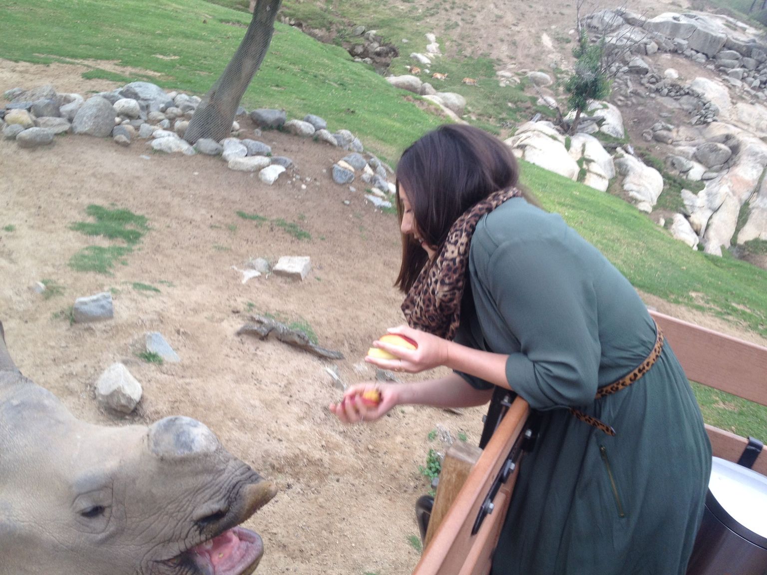 Feeding a rhino!