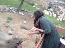 Photo of Feeding a rhino! San Diego Safari Park - We paid extra for a Caravan Safari so we could feed animals!, Cat - May 2015