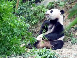 Photo of Giant Panda Giant Panda munching on his favourite bamboo leaves, Yangtze exhibit, River Safari. , Rusty - December 2014