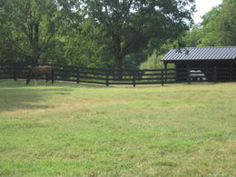 Photo of Horses at Belle Meade Belle Meade was formerly a horse-raising plantation whose horse bloodlines can be traced to racing legends like Seabiscuit! , clairemc - August 2011