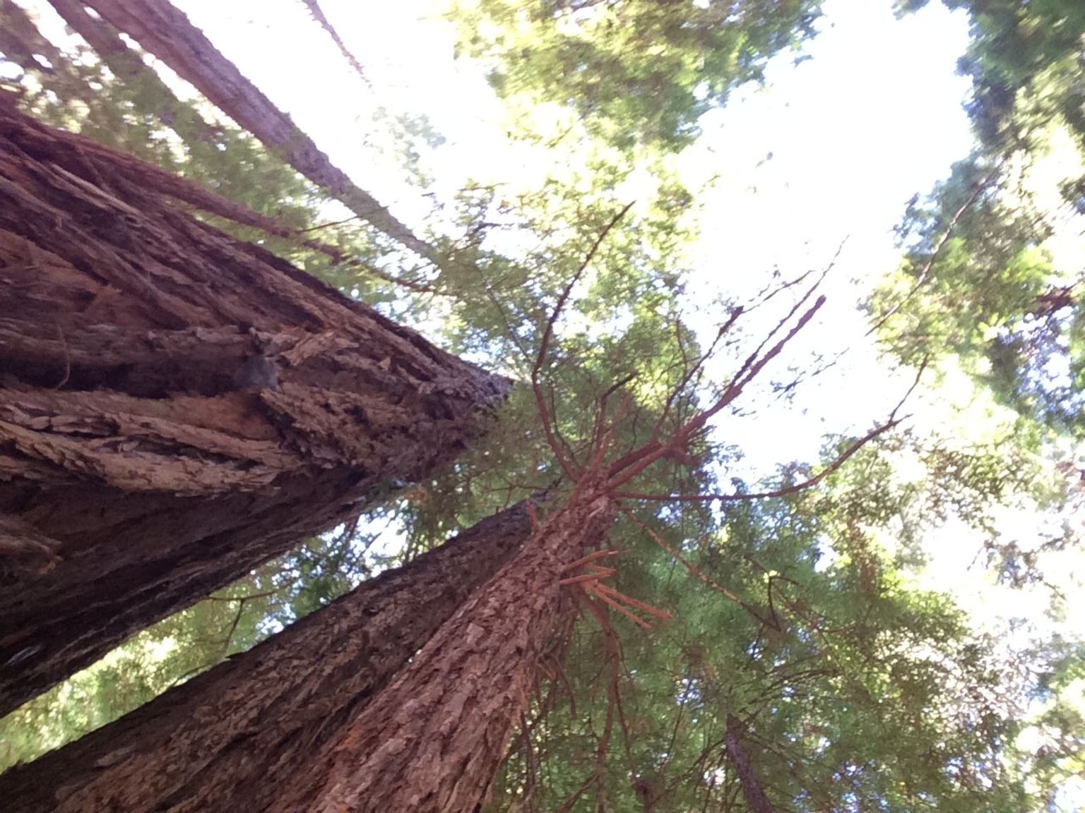 Muir Woods trees