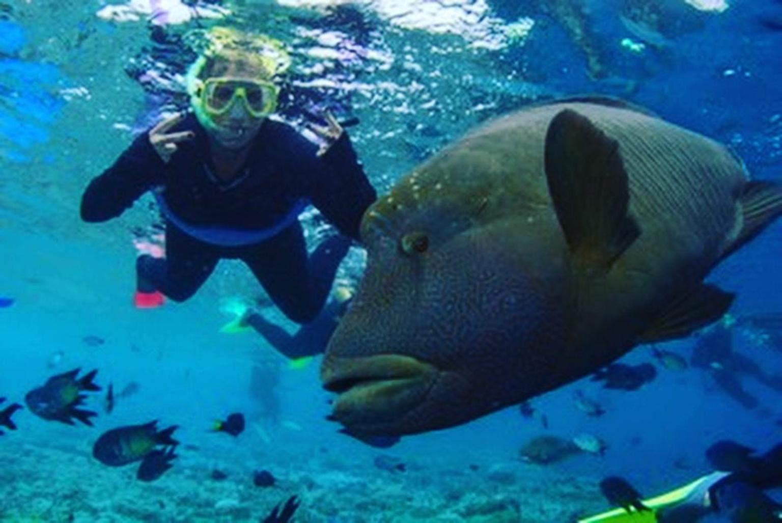 Snorkelling with some big guys!