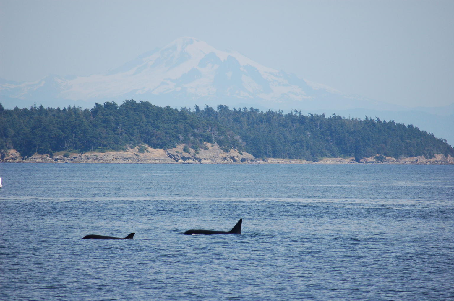 Orca pod