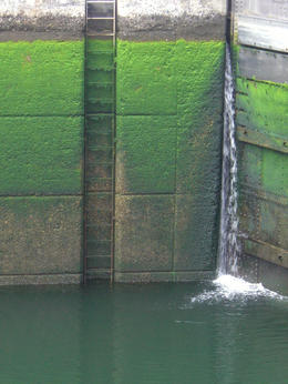 Photo of Ballard (Chittenden) Locks, Seattle Closeup shot of mossy walls within the locks with water low. Really beautiful in its own way - my very favorite shot! , skigirlsf - July 2011