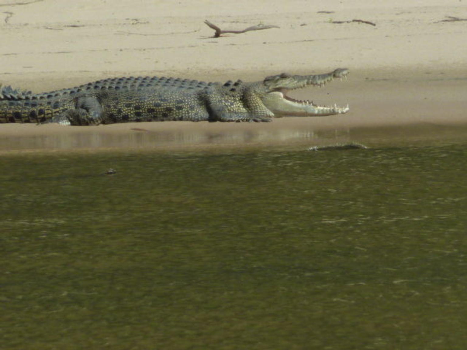 crocodile in the east river