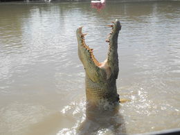 Photo of Lunch Darwin Jumping Crocodile tour. Sitting in the right place at the right time to take this photo. , Fotini - May 2016