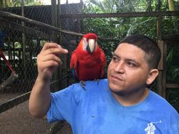 Photo of Victor's Monkey Business Parrots, Macau's and Monkeys will sit on your shoulder or head. , David S - December 2014