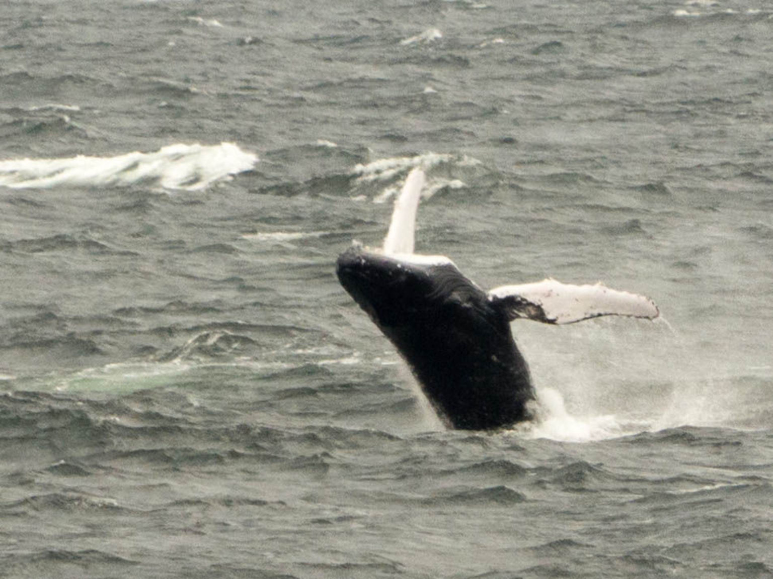 Wonderful Breaching Whale