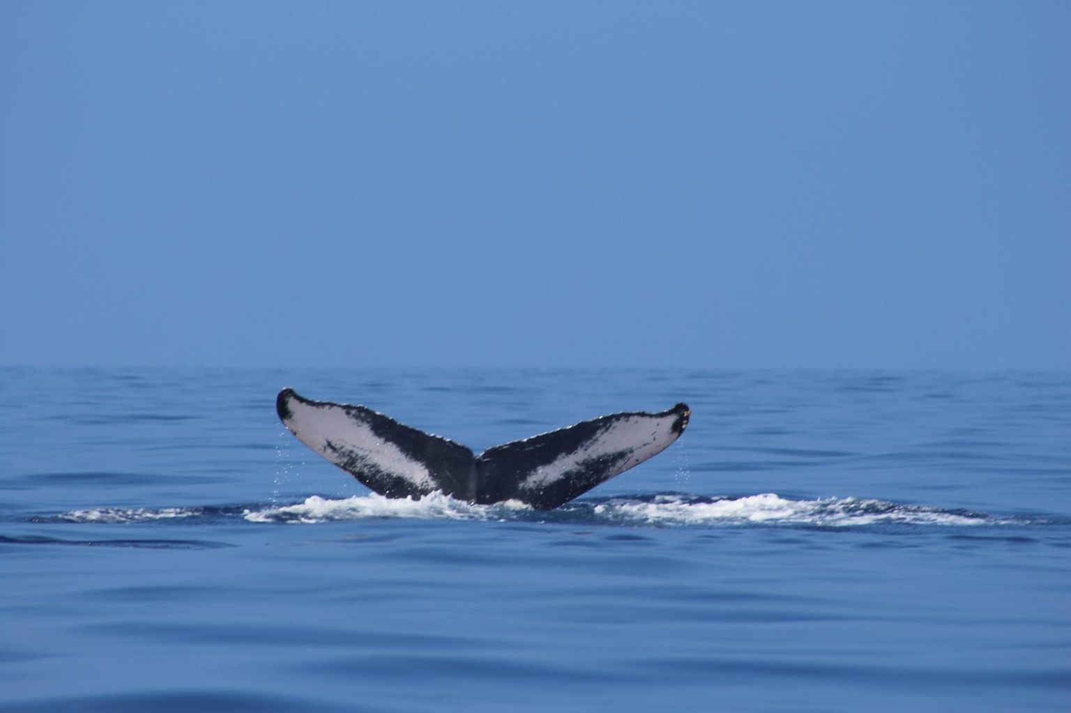 A Whale Tail