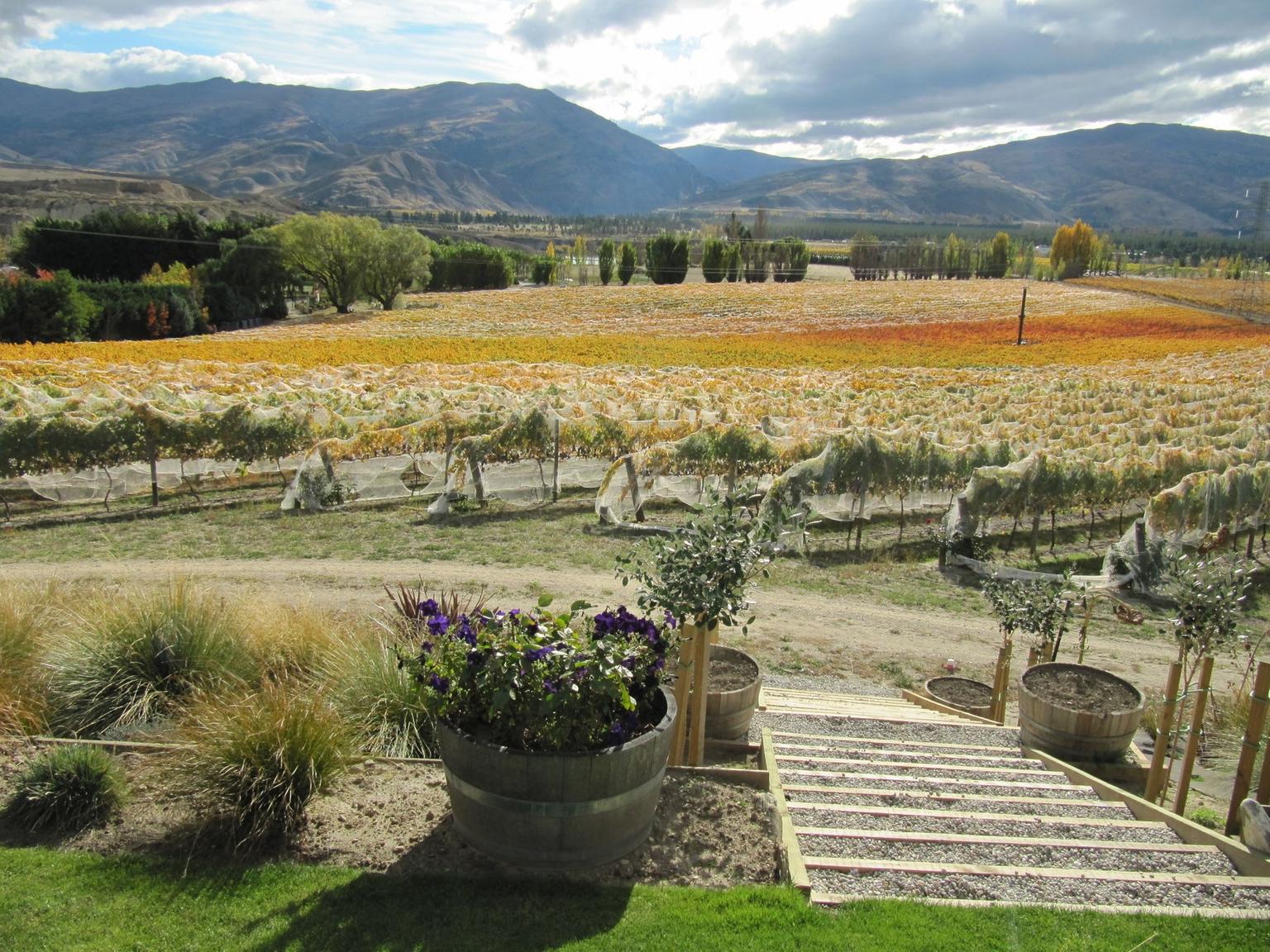 Central Otago Wine Tour