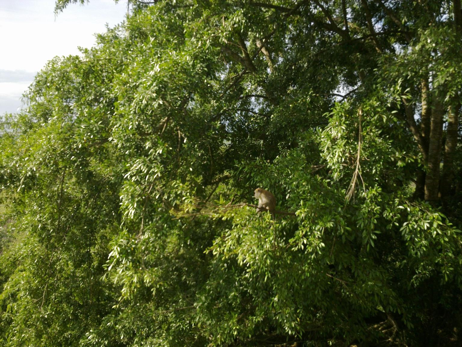 monkey on a tree