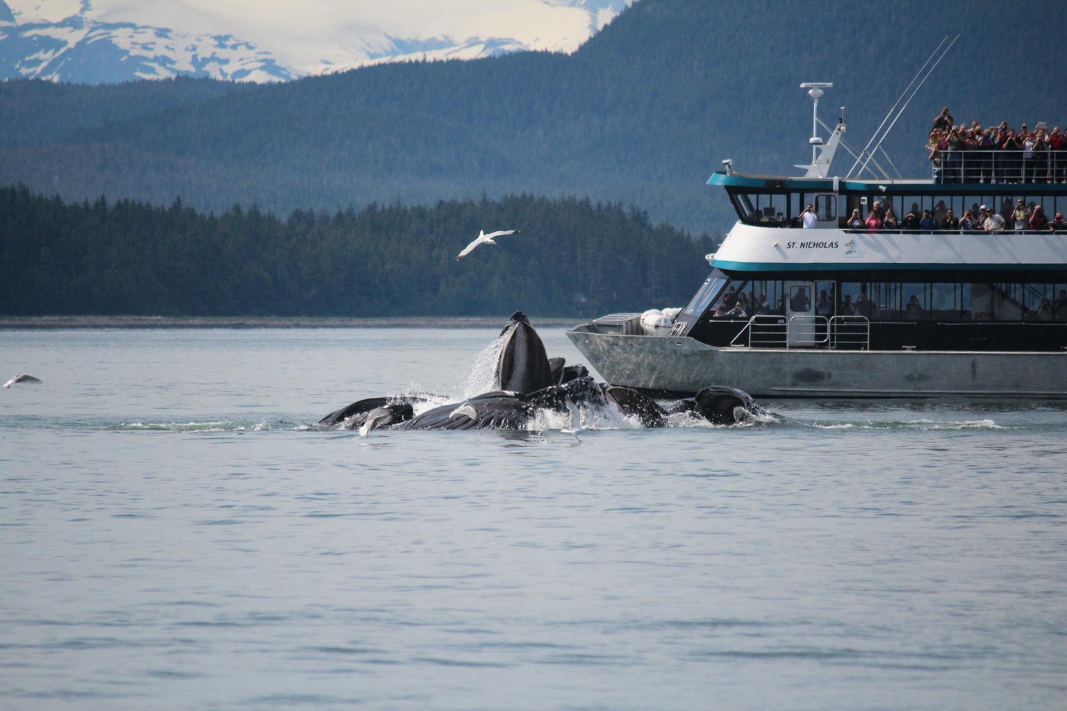 Whale watching in Juneau Alaska