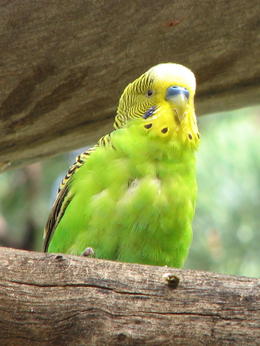 Photo of Yellow-headed Green Parrot A couple playing around and cuddling - very cute!, Patricia P - January 2011