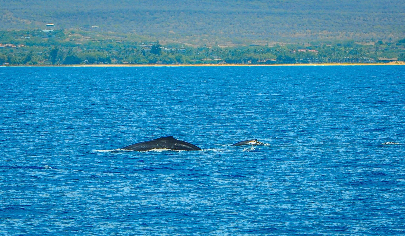 Humpback mother  calf