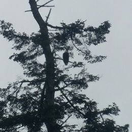 Photo of Is that an Eagle?! This was the object of our admiration for quite some time. So majestic and beautiful! , Josh M - August 2016