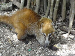 Photo of Pisot Pisot, the village pet. We forgothow Mexicans call this cute animal, but we found it as and quot;coati, and quot; basically some sort of raccoon. , Otilia M - June 2014